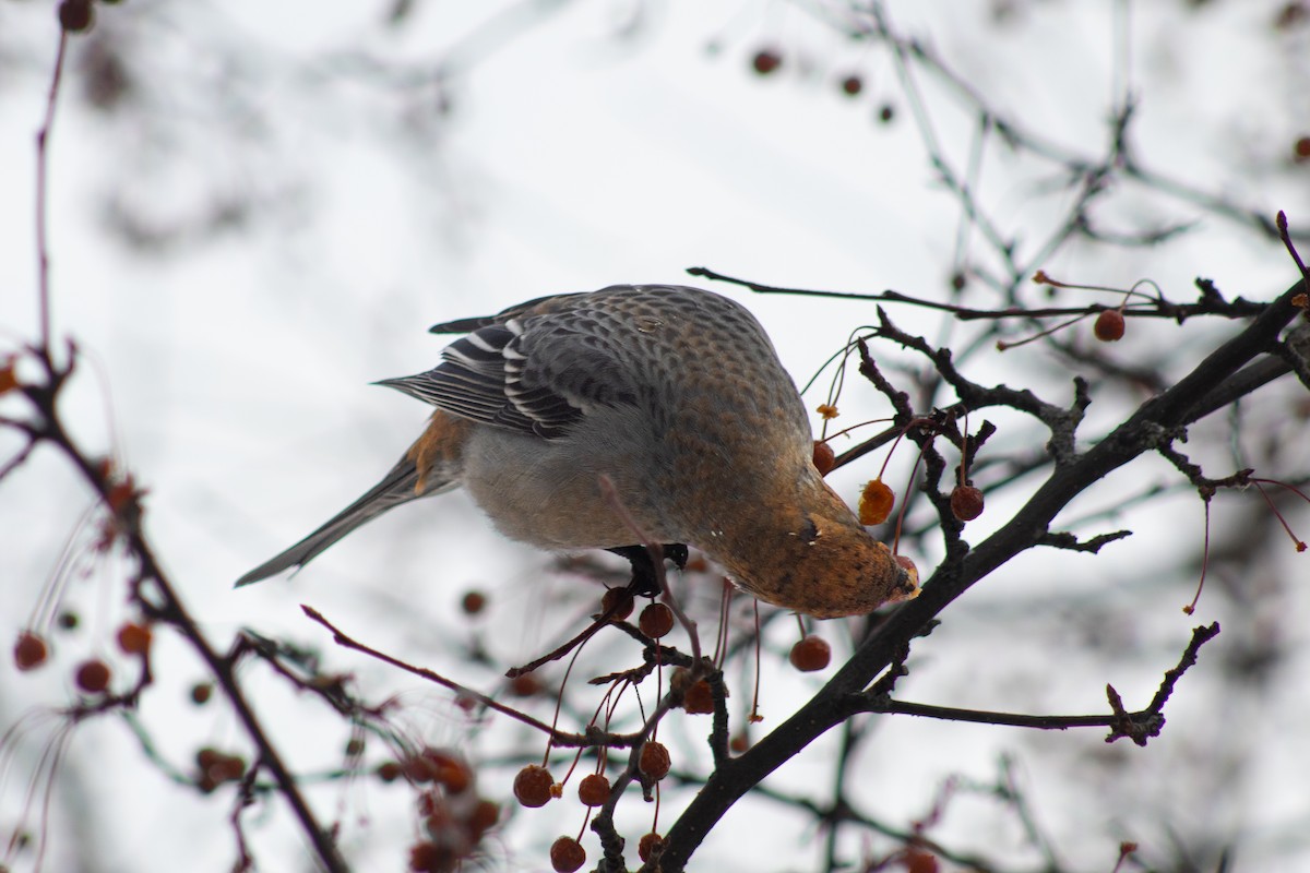 Pine Grosbeak - ML646669206