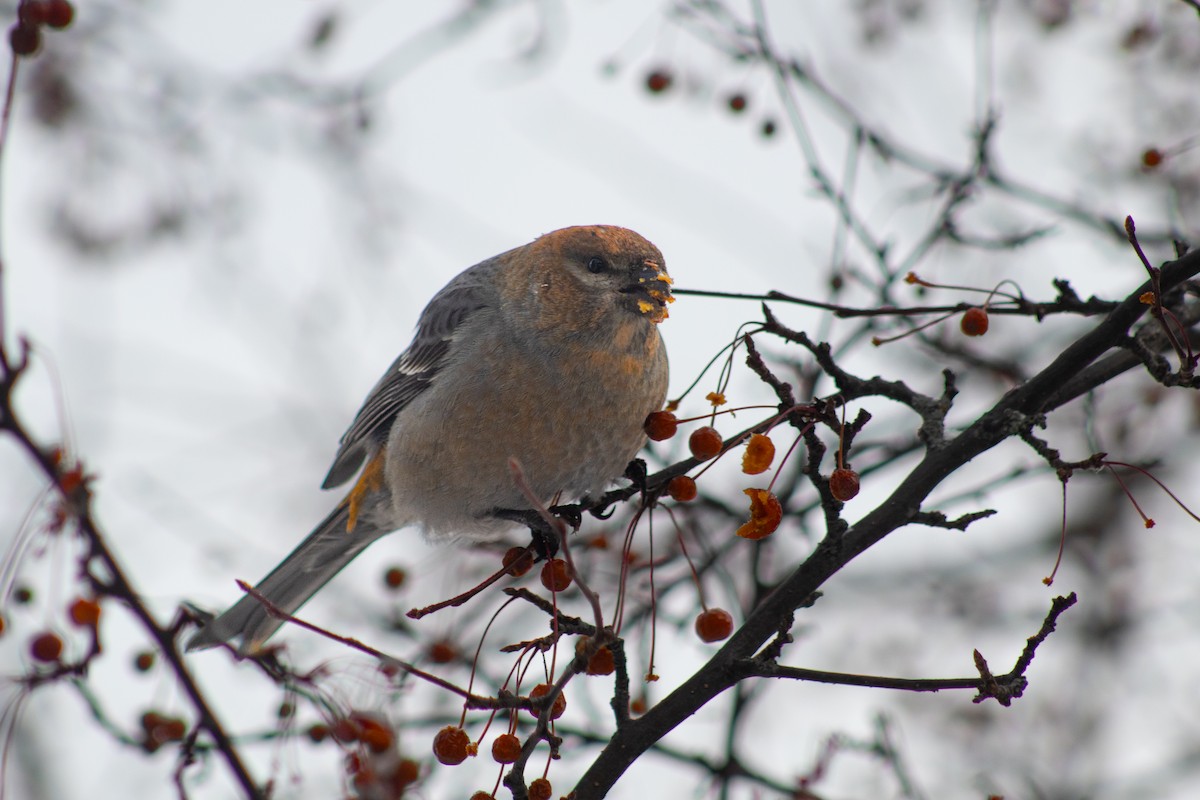 Pine Grosbeak - ML646669207