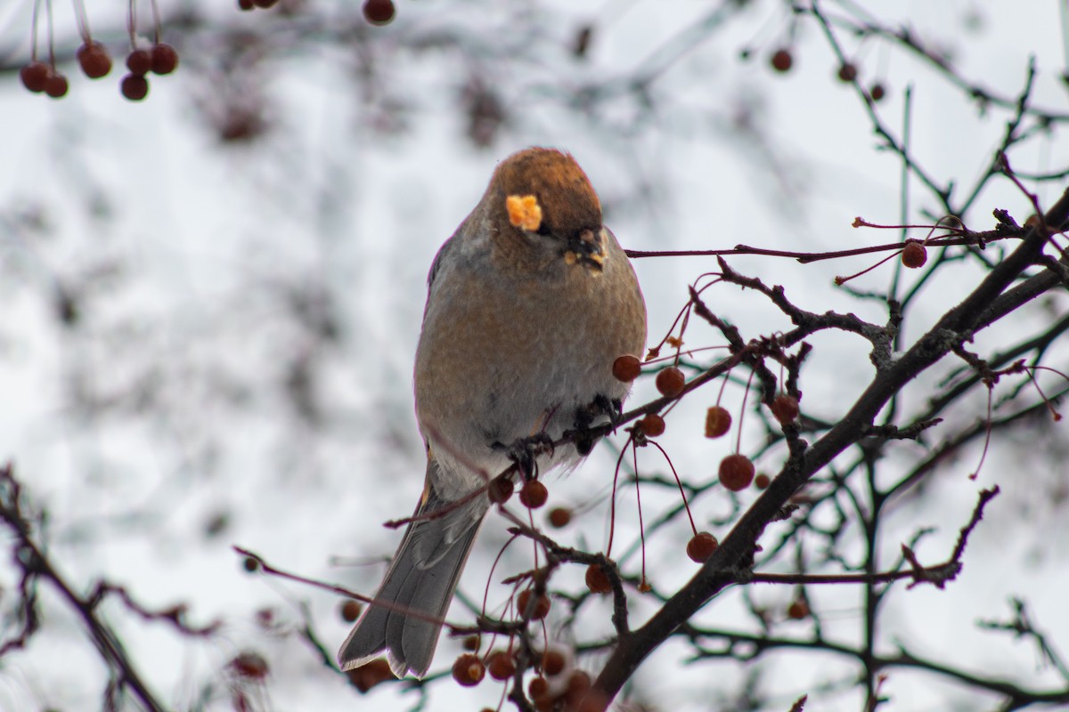 Pine Grosbeak - ML646669208