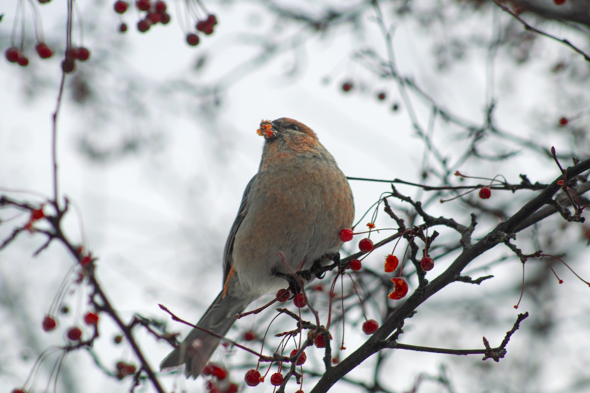 Pine Grosbeak - ML646669209