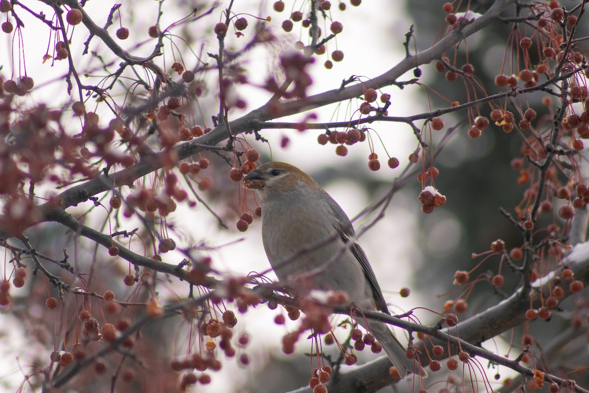 Pine Grosbeak - ML646669210