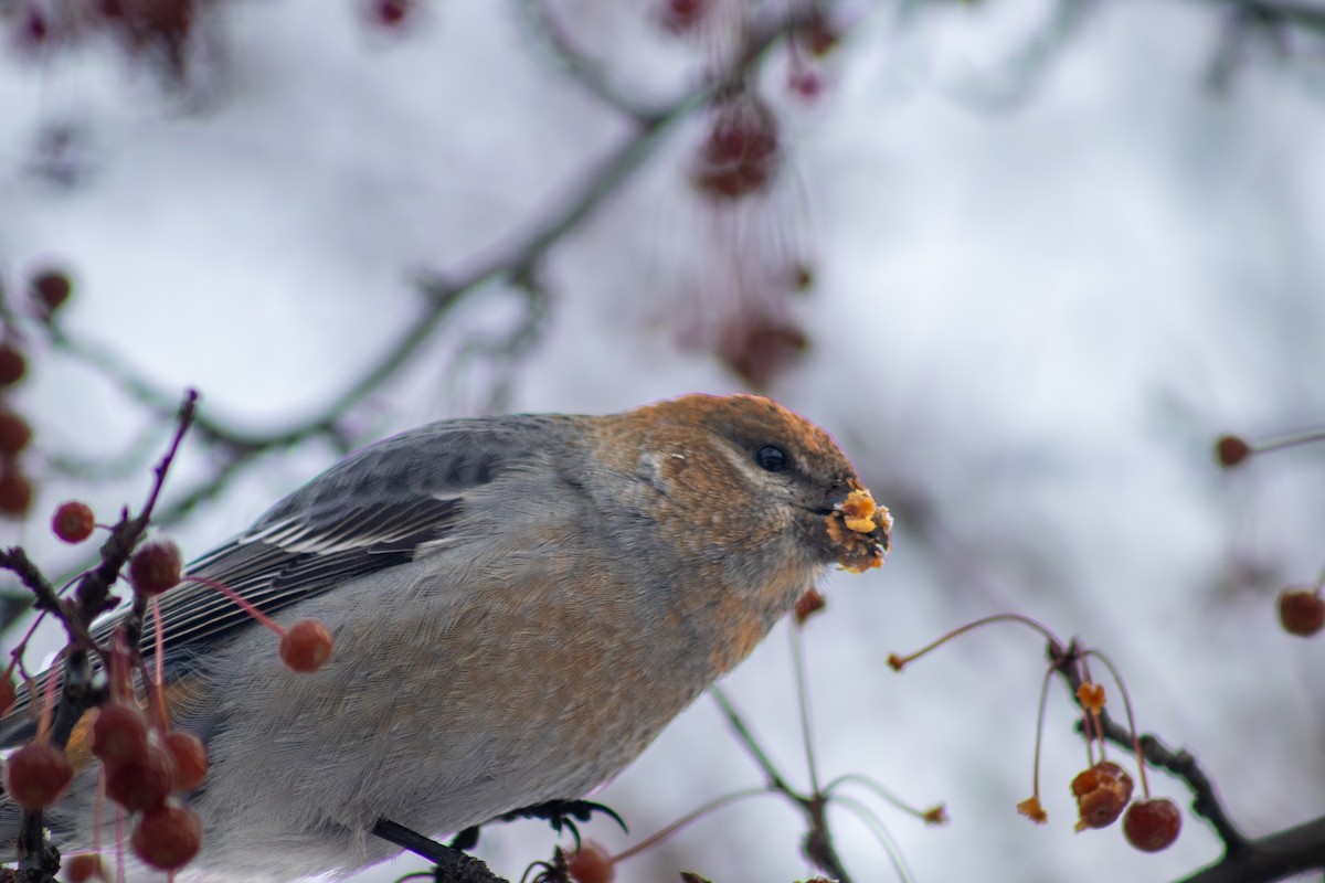 Pine Grosbeak - ML646669211
