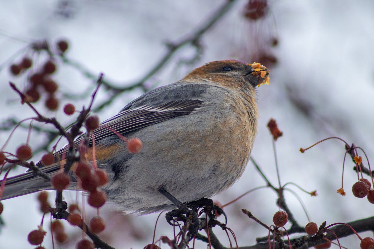 Pine Grosbeak - ML646669212