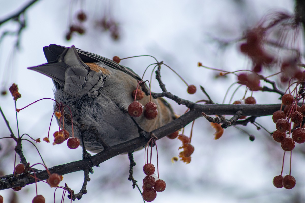 Pine Grosbeak - ML646669213