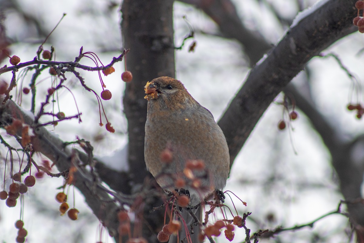 Pine Grosbeak - ML646669214