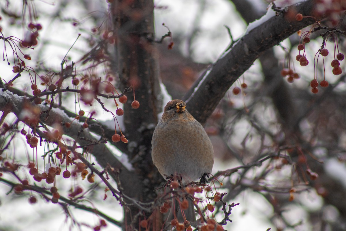 Pine Grosbeak - ML646669215
