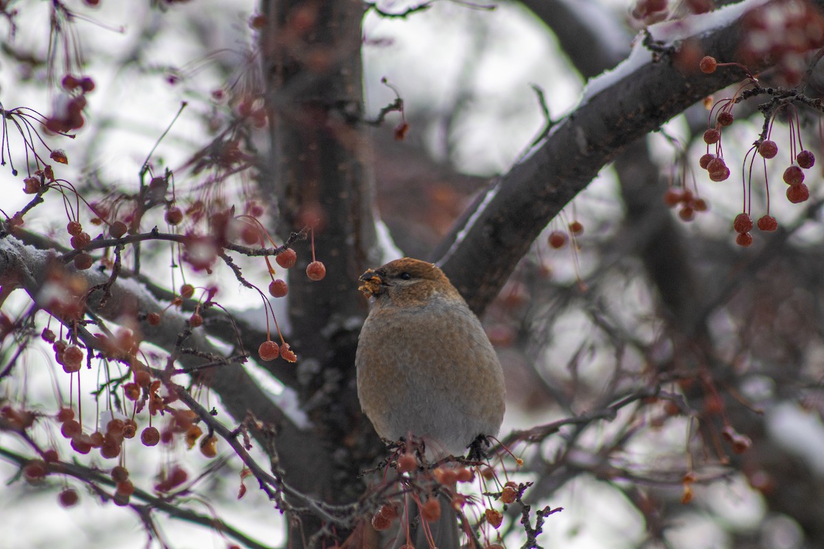 Pine Grosbeak - ML646669216