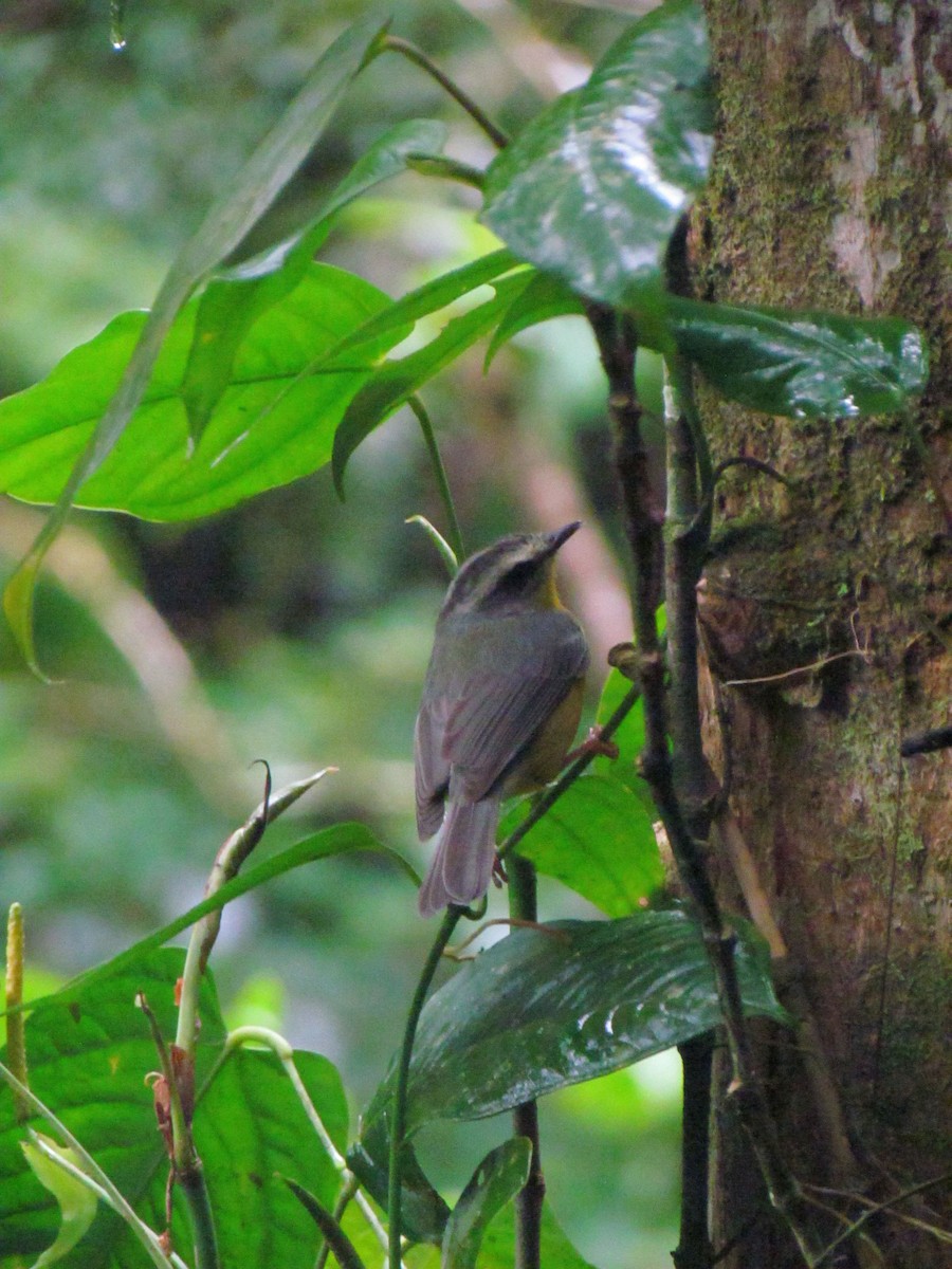 Golden-crowned Warbler - ML646669218