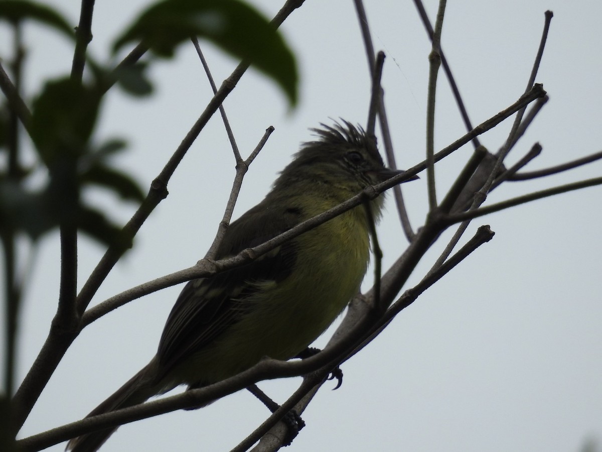 sørglattyrannulett - ML646669219