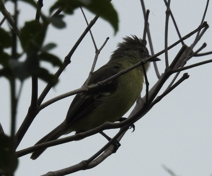 sørglattyrannulett - ML646669220