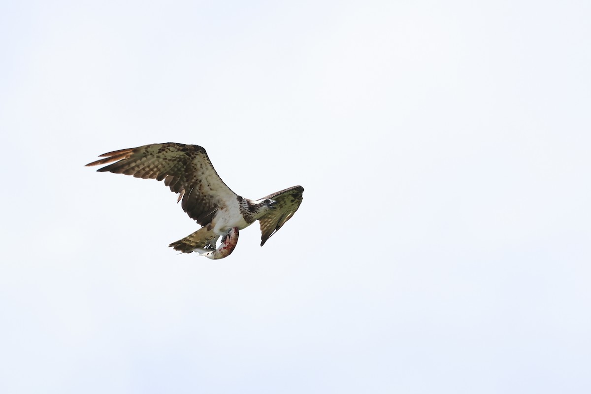 Osprey - ML646669221