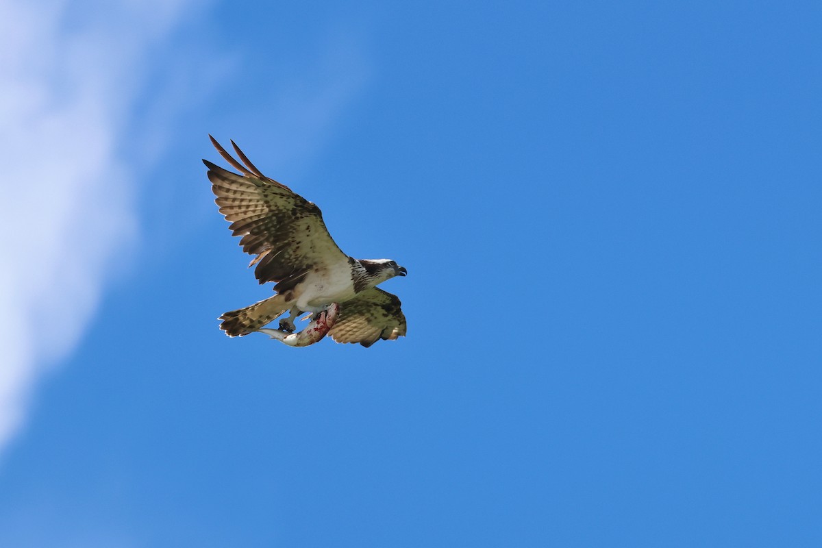 Osprey - ML646669222