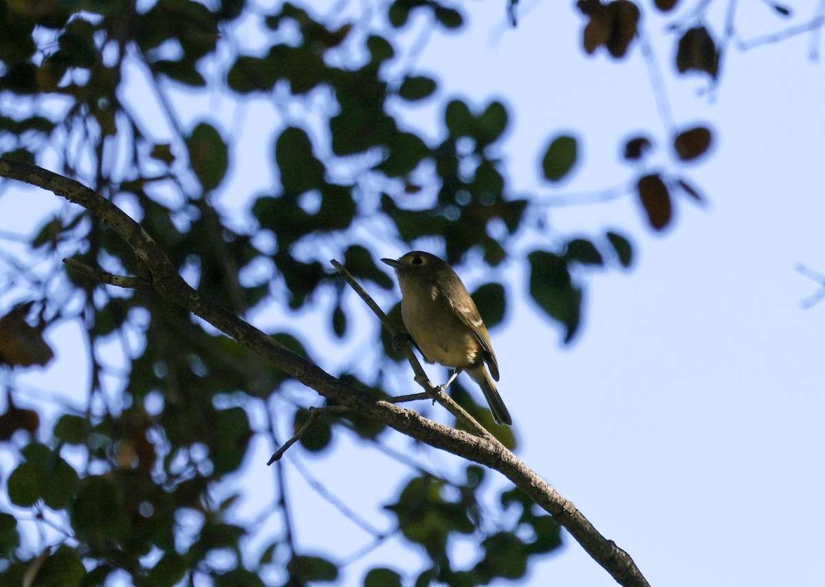 Hutton's Vireo - ML646669223
