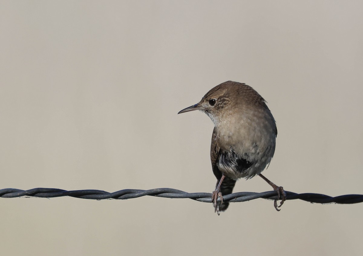 Northern House Wren - ML646669225