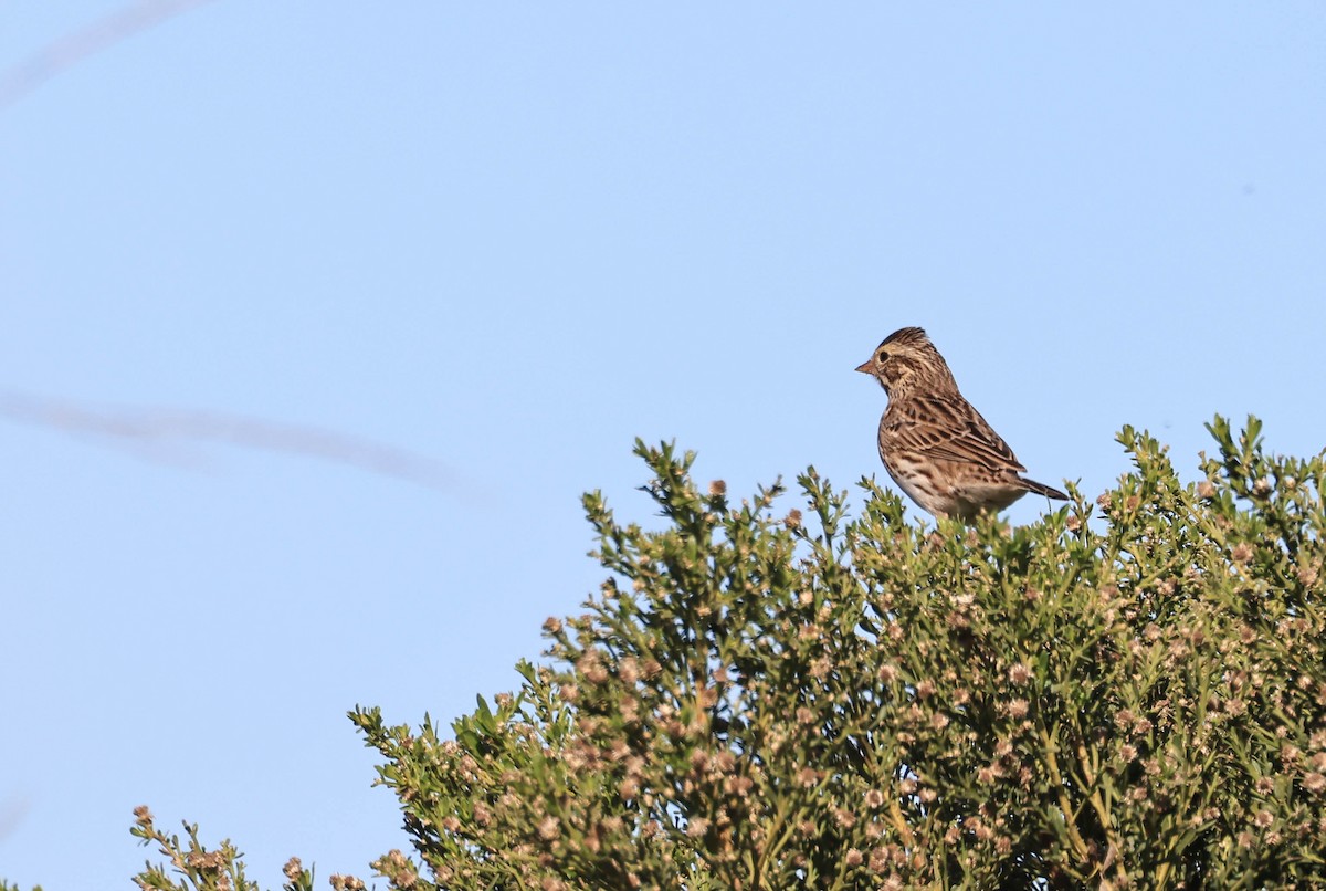 稀樹草鵐 - ML646669227