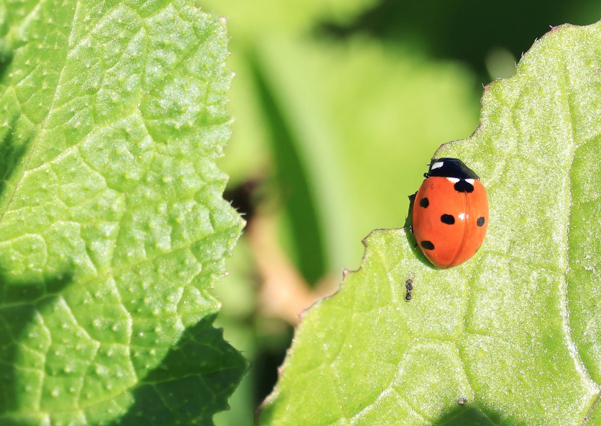 七星瓢蟲 - ML646669229