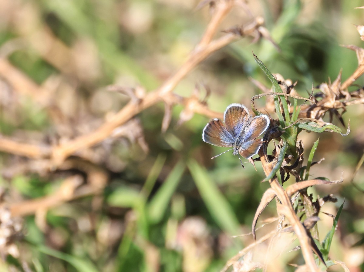 Marine Blue - ML646669230