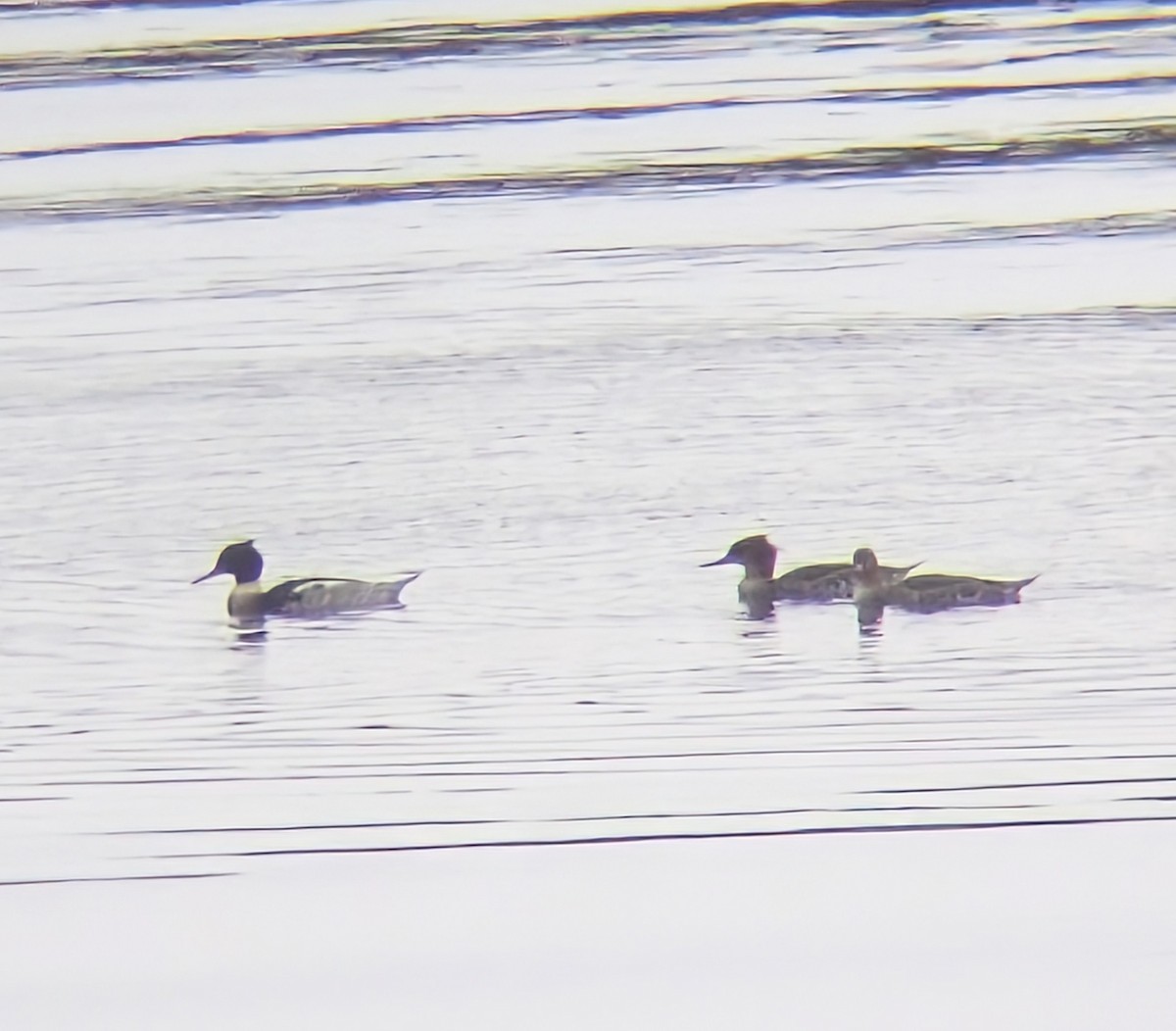 Zerra ertaina - ML646669234