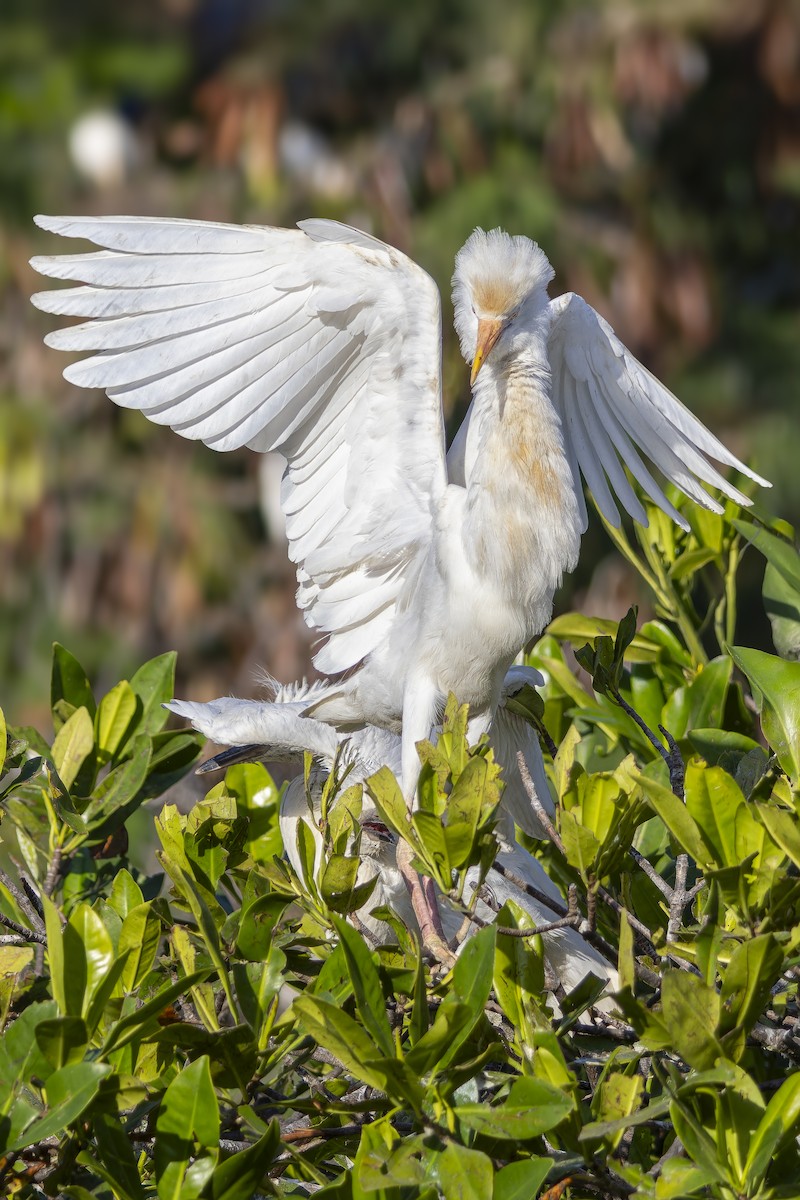 Western Cattle-Egret - ML646669235