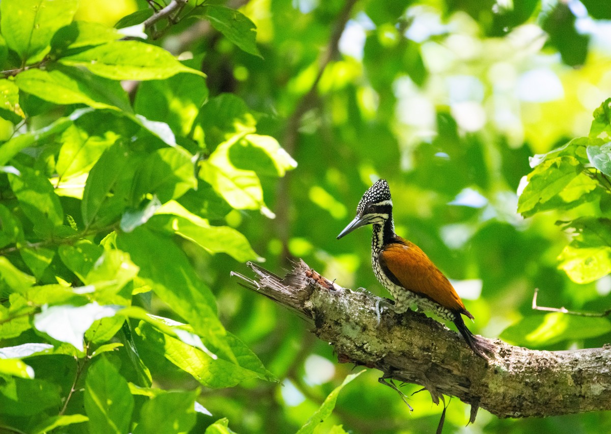 Дзьобак індокитайський - ML646669237