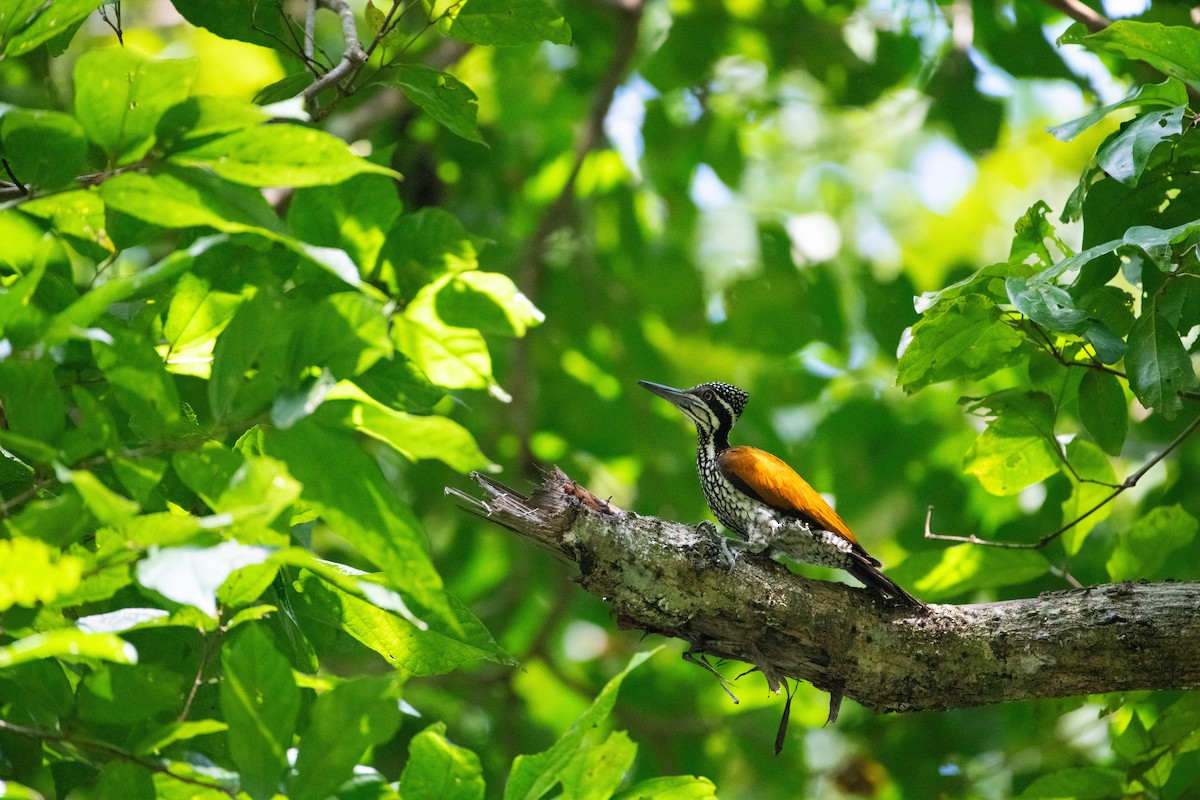 Дзьобак індокитайський - ML646669238