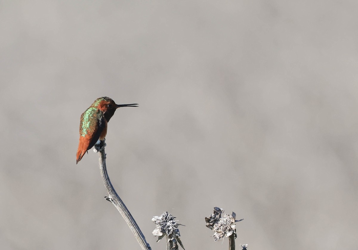 Allen's Hummingbird - ML646669240