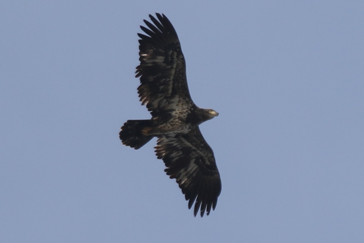 Bald Eagle - ML646669241