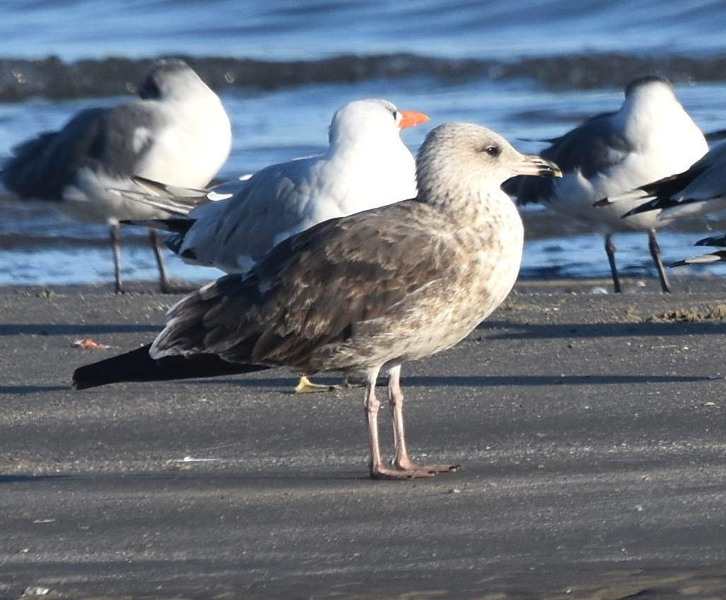 Kalifornienmöwe - ML646669242