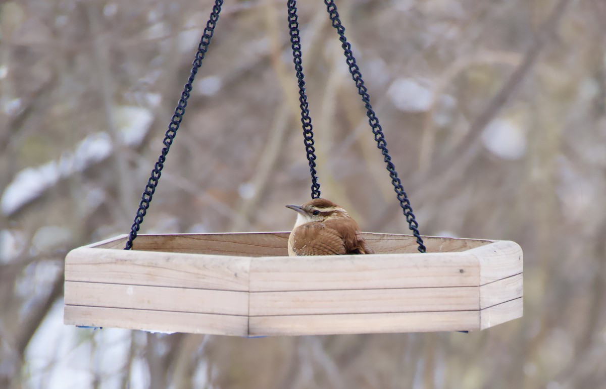 Carolina Wren - ML646669243