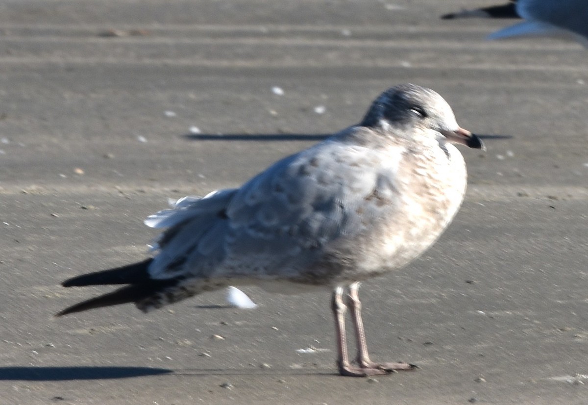 Kalifornienmöwe - ML646669247