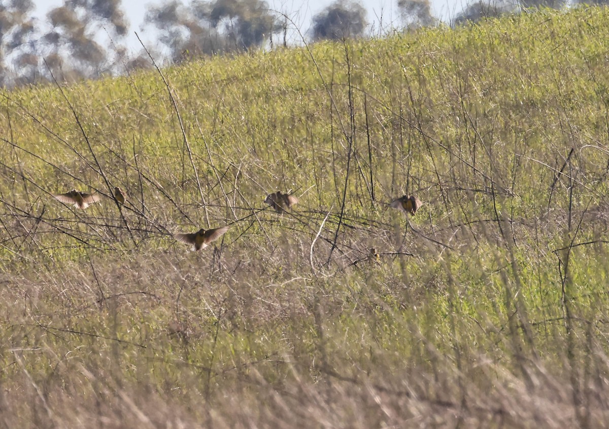 Western Meadowlark - ML646669248