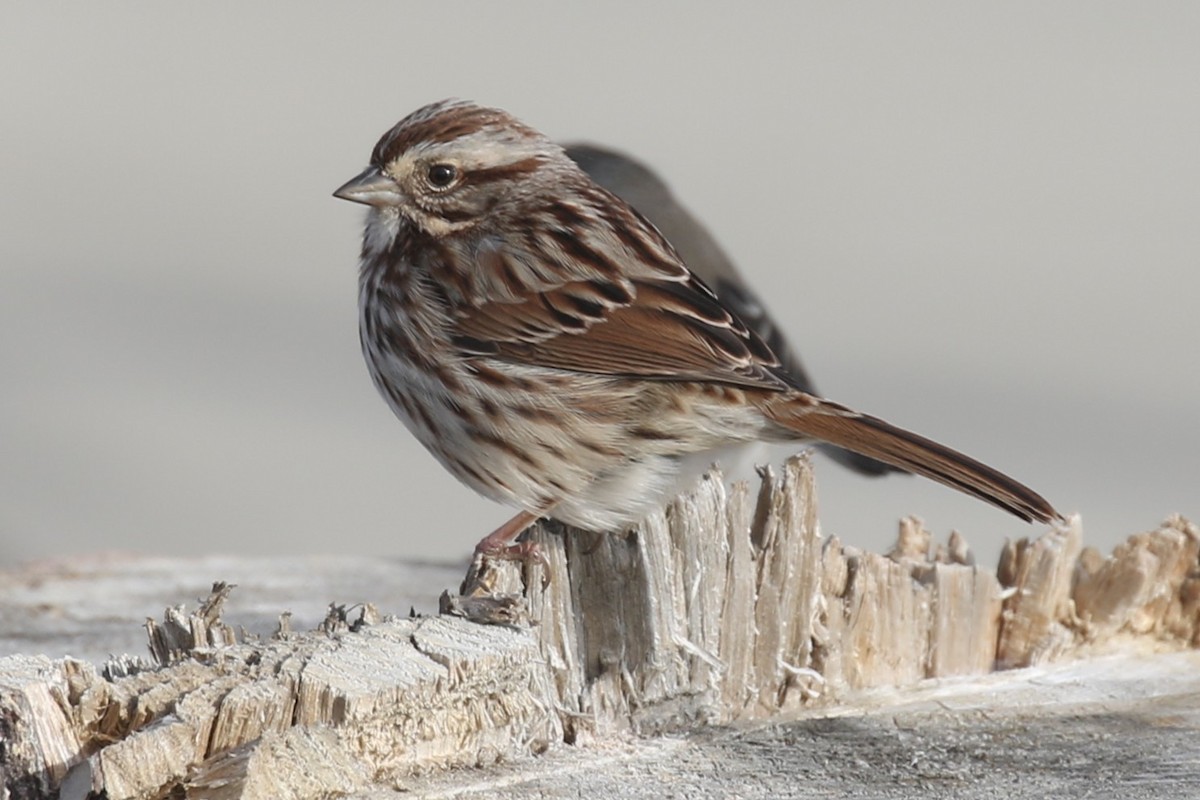 Song Sparrow (melodia/atlantica) - ML646669249