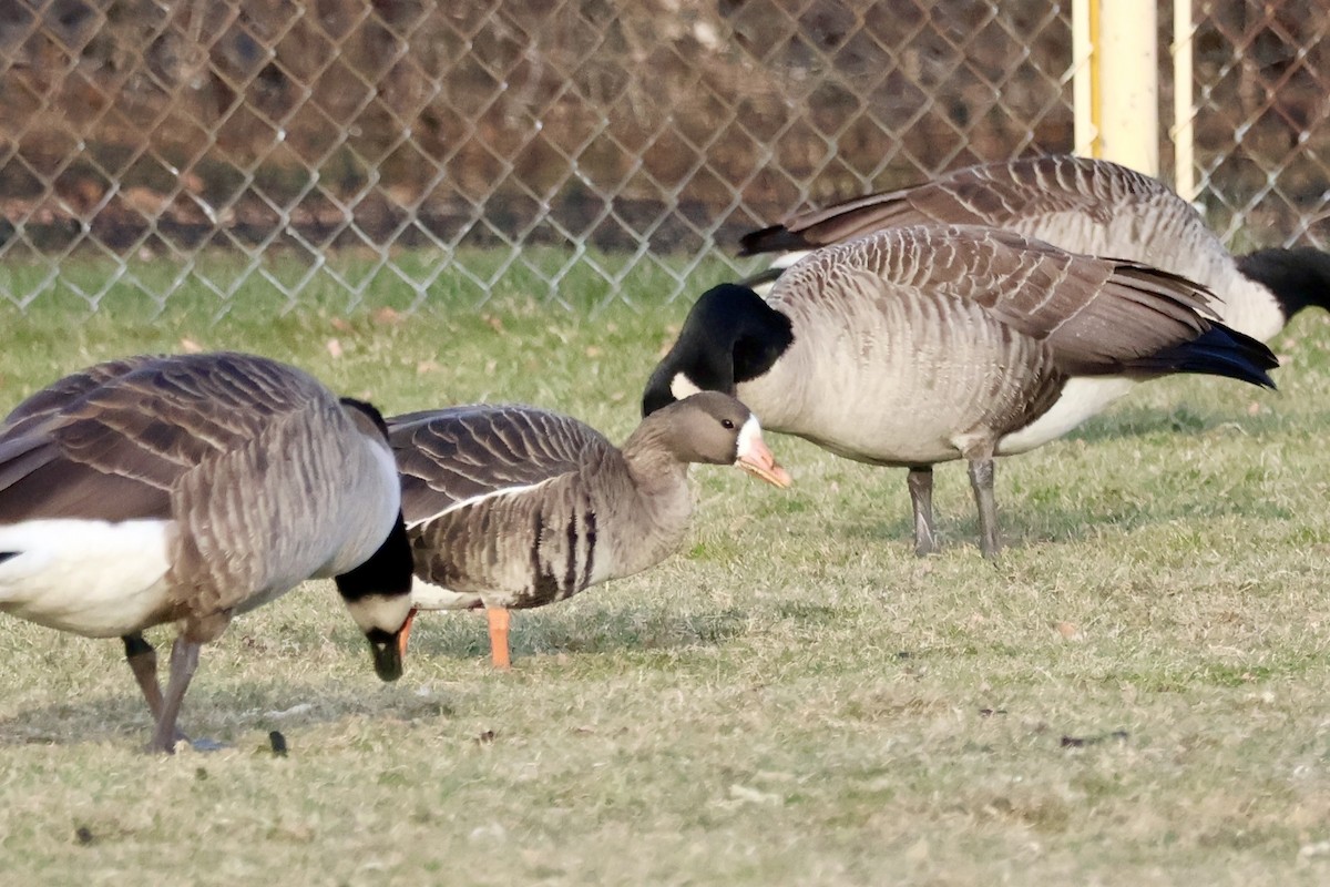 Greater White-fronted Goose - ML646669250