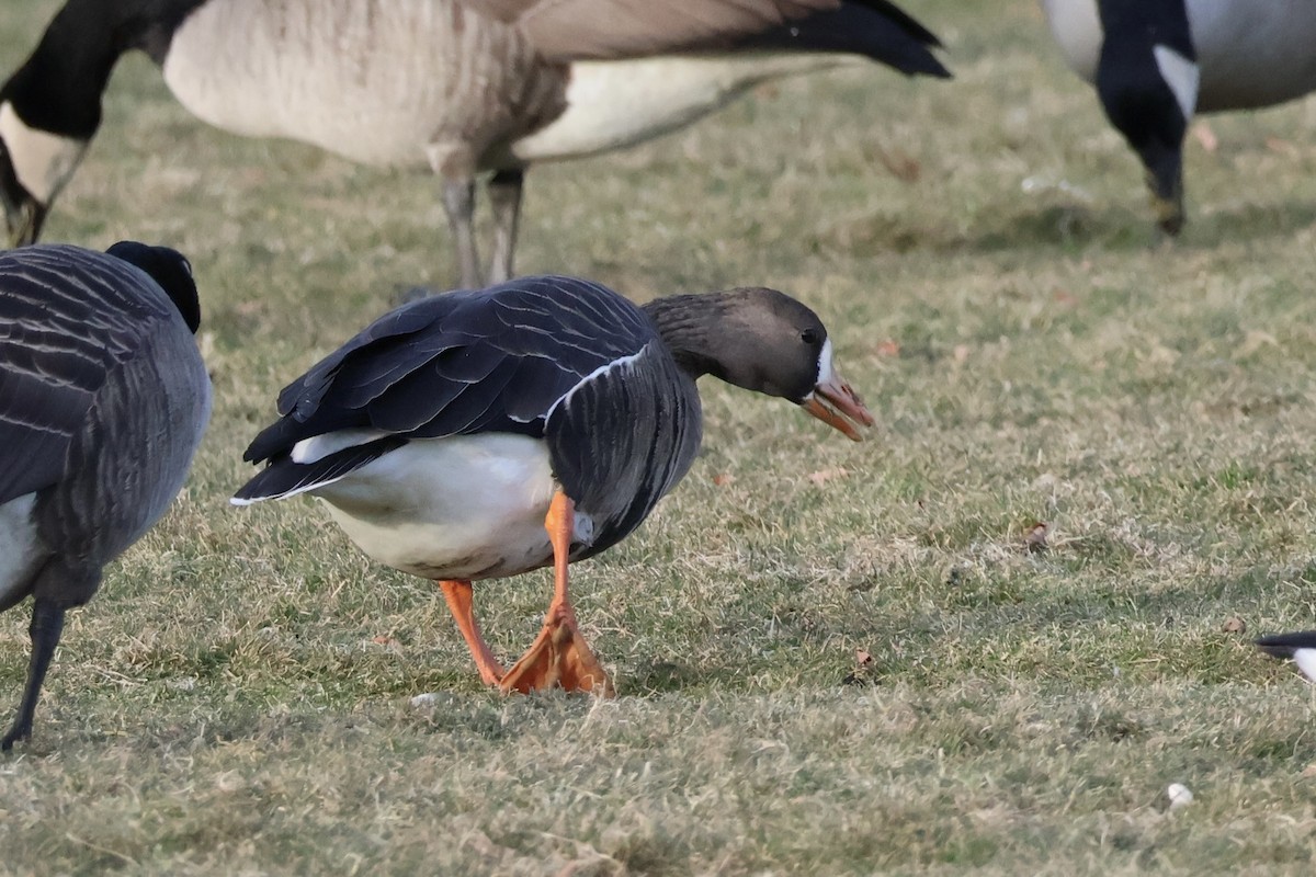 Greater White-fronted Goose - ML646669251