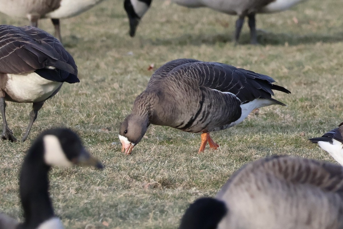 Greater White-fronted Goose - ML646669252