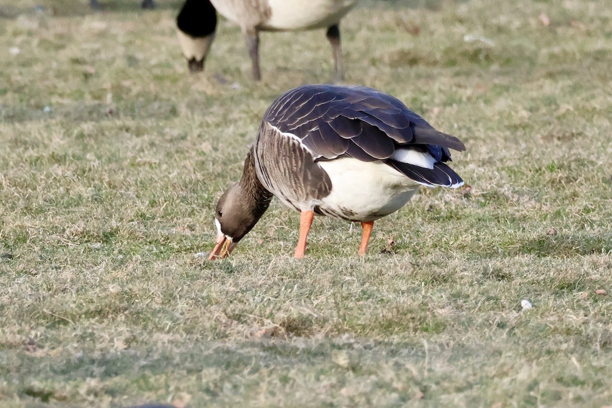 Greater White-fronted Goose - ML646669253