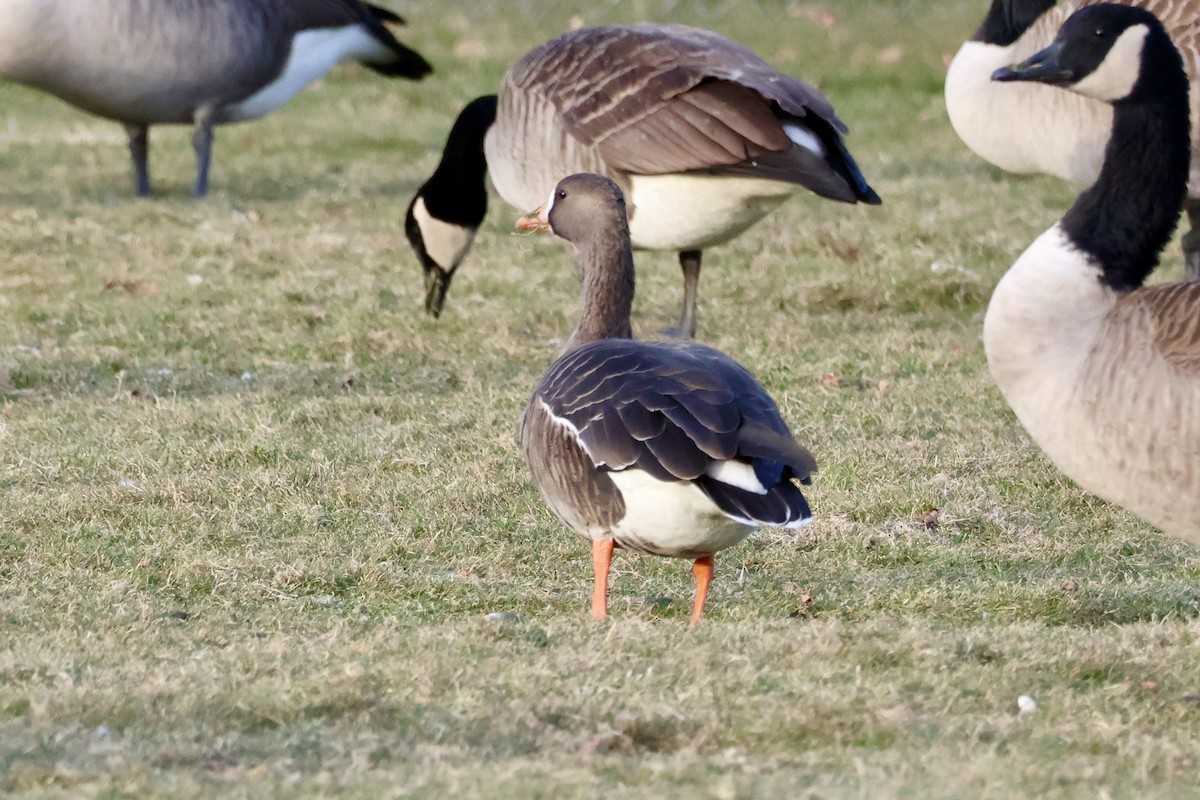 Greater White-fronted Goose - ML646669254
