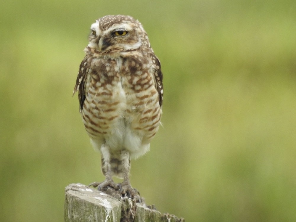 graveugle - ML646669255