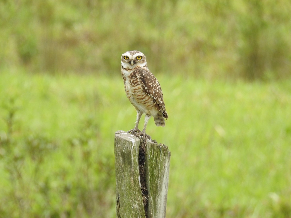 graveugle - ML646669256