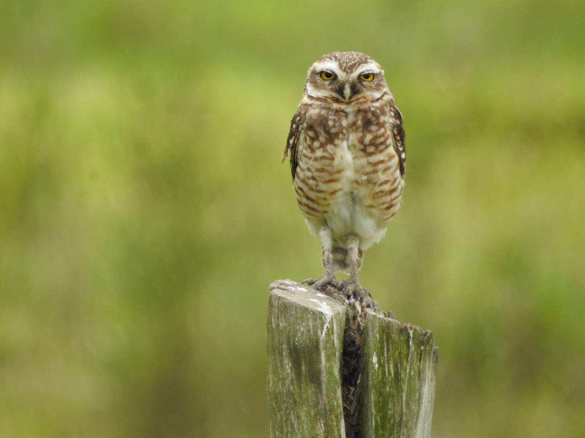 graveugle - ML646669257