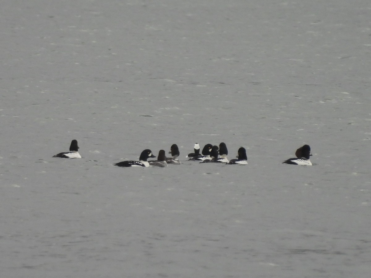 עבראש איסלנדי - ML646669258