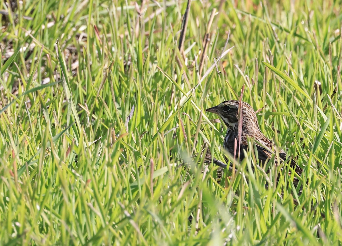 稀樹草鵐 - ML646669259