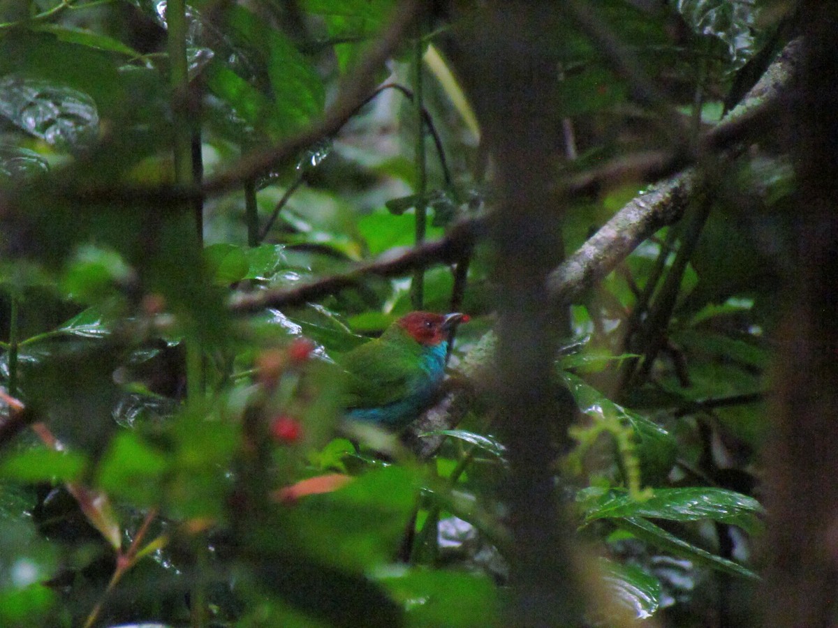Bay-headed Tanager - ML646669260