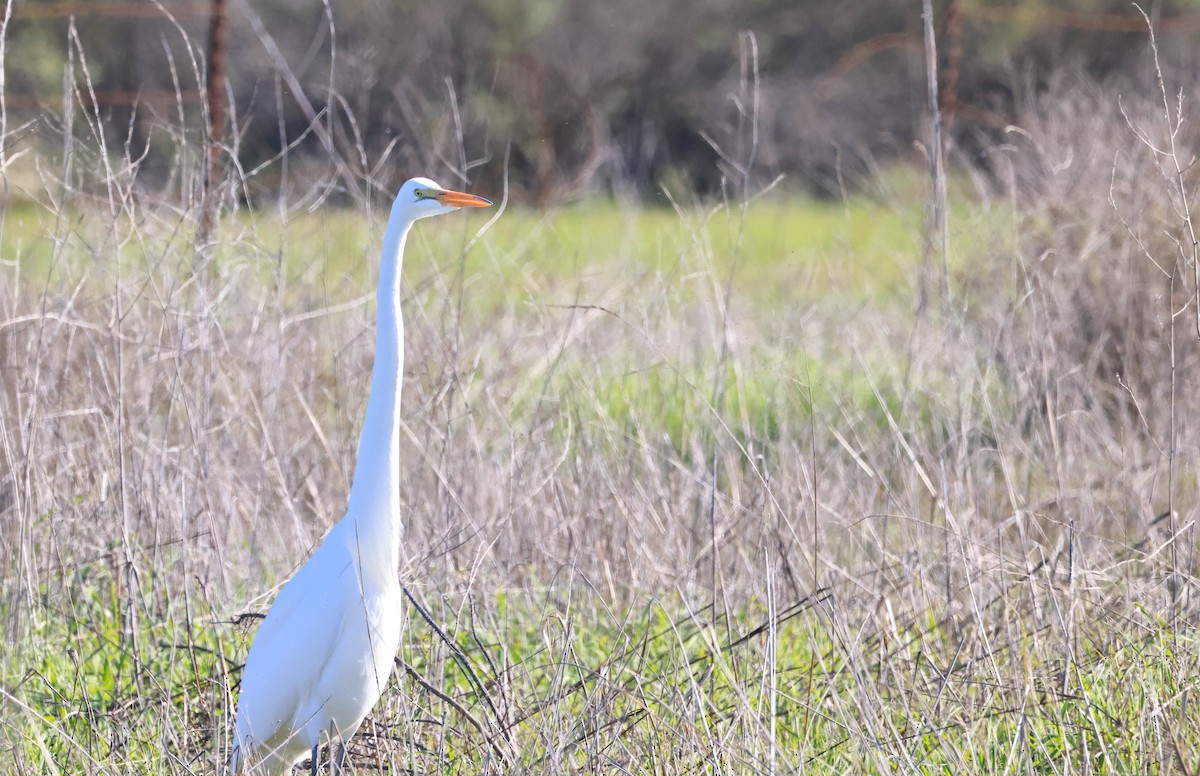 大白鷺 - ML646669261
