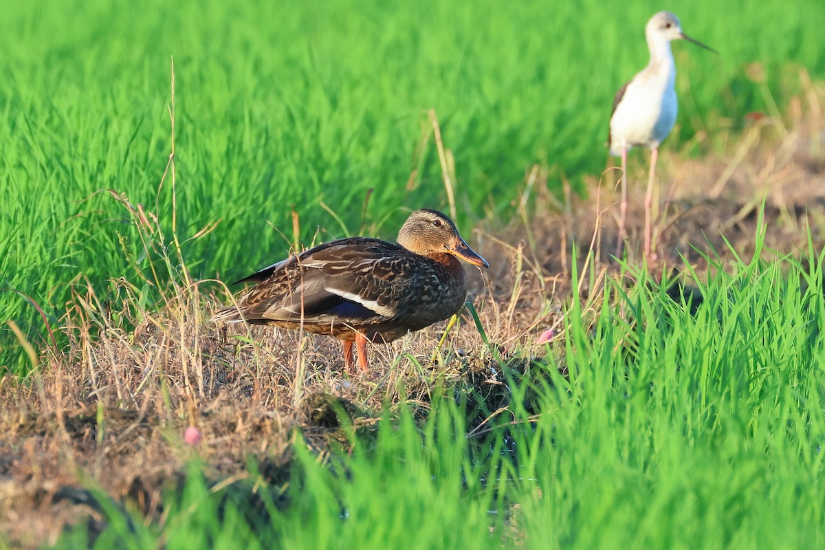 Mallard - ML646669262