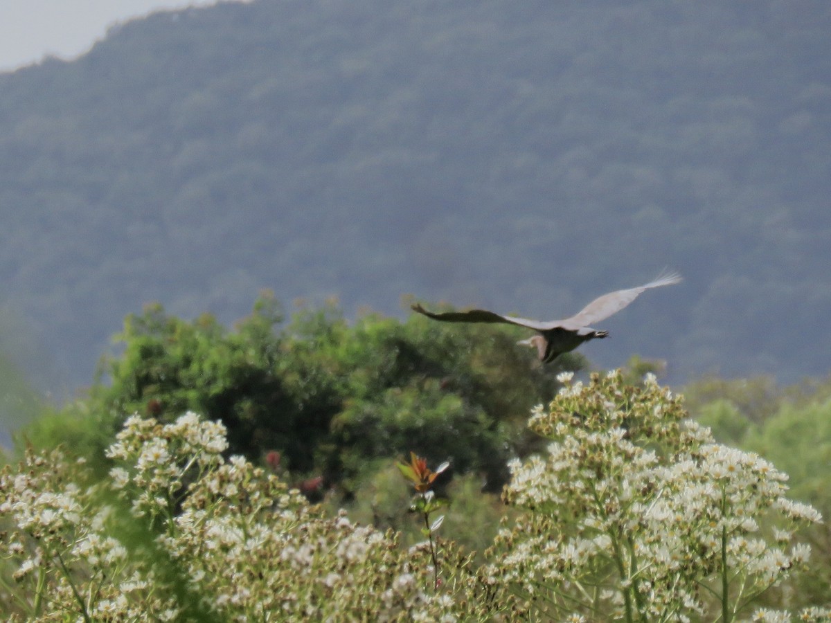 Бушля рудошия - ML646669264