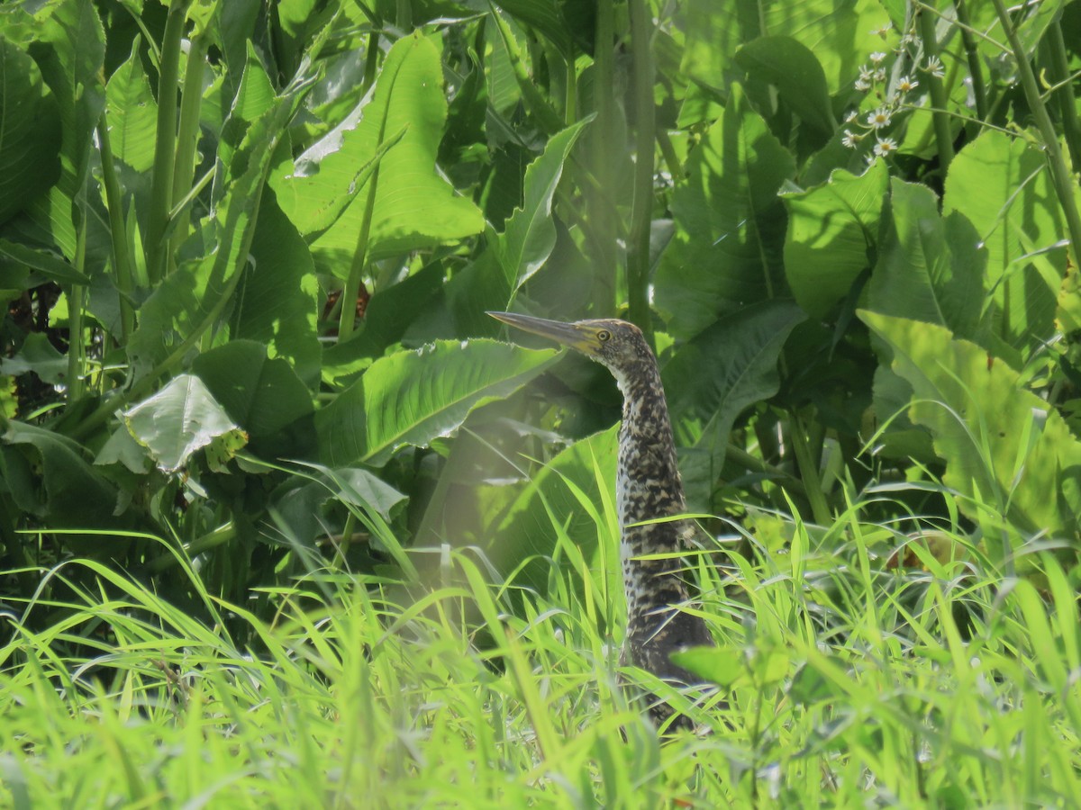 Бушля рудошия - ML646669265