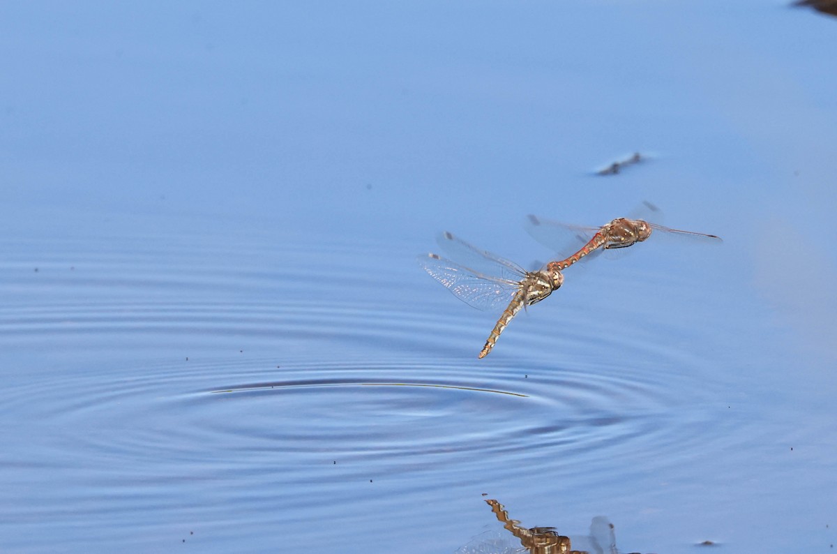 Variegated Meadowhawk - ML646669267