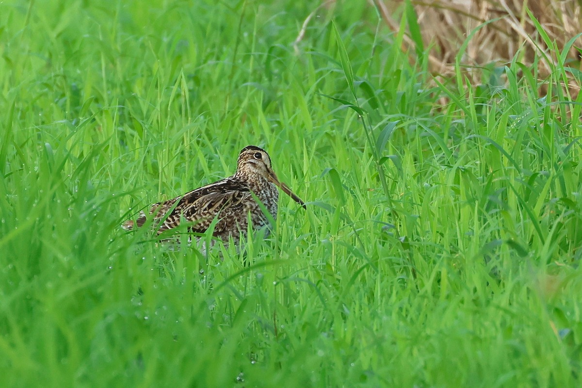 Swinhoe's/Pin-tailed Snipe - ML646669268