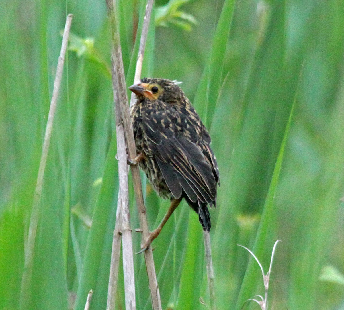 Red-winged Blackbird - ML646669269